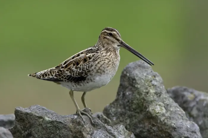Framed Print : Snipe-calling from stone wall, Northumberland UK
