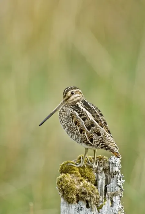 Framed Print : Snipe - On fence post looking left - Mull - Scotland Framed Print : Snipe - On fence post looking left - Mull - Scotland