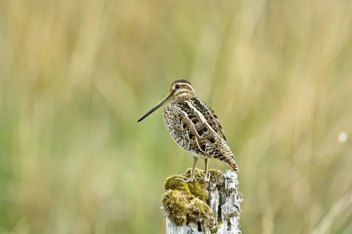 Framed Print : Snipe - On fence post - Mull - Scotland Framed Print : Snipe - On fence post - Mull - Scotland