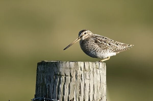 Snipe - on fence post - North Uist - Outer Hebrides