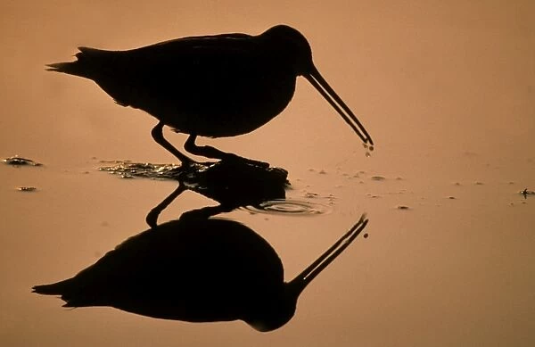 Snipe looking for food - against the light - silhouette Belgium