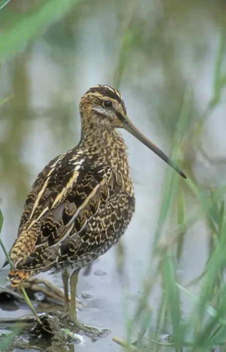 Framed Print : Snipe Norfolk, UK Framed Print : Snipe Norfolk, UK