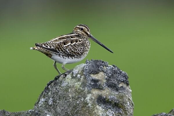Snipe-perched on stone wall, Northumberland UK