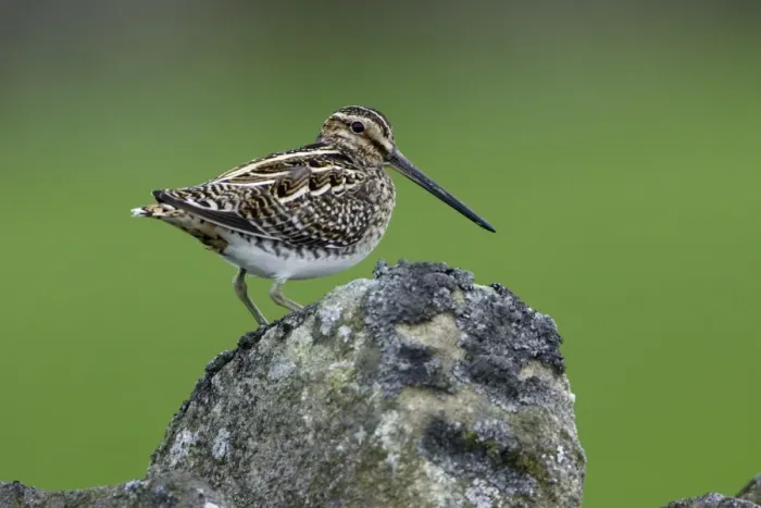 Framed Print : Snipe-perched on stone wall, Northumberland UK