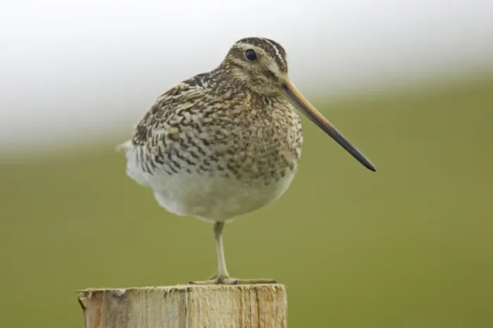 Framed Print : Snipe - On post Gallinago gallinago Shetland Mainland, UK BI011427 Framed Print : Snipe - On post Gallinago gallinago Shetland Mainland, UK BI011427
