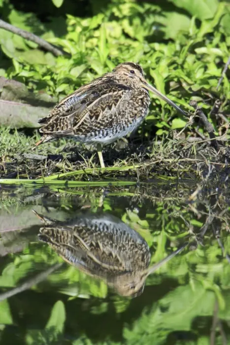 Framed Print : Snipe - resting at lake edge, Alentejo, Portugal Framed Print : Snipe - resting at lake edge, Alentejo, Portugal