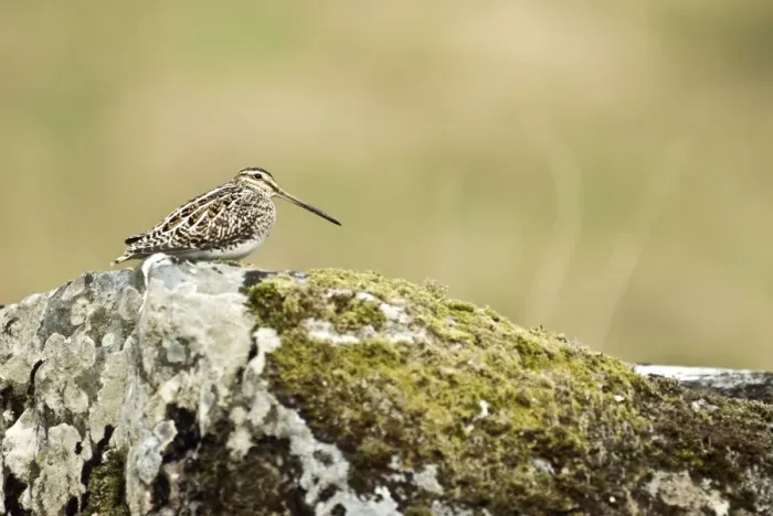 Framed Print : Snipe - Sitting on rock - Mull - Scotland Framed Print : Snipe - Sitting on rock - Mull - Scotland