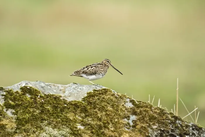 Framed Print : Snipe - Standing on rock - Mull - Scotland Framed Print : Snipe - Standing on rock - Mull - Scotland