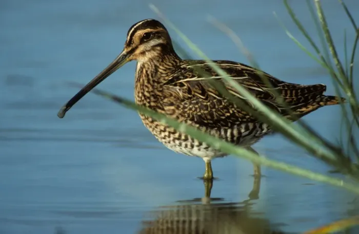 Framed Print : Snipe in water Belgium