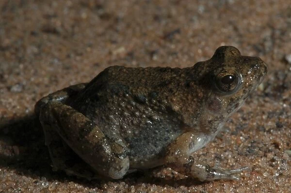 Snoring Puddle Frog - Close Up Botswana Africa