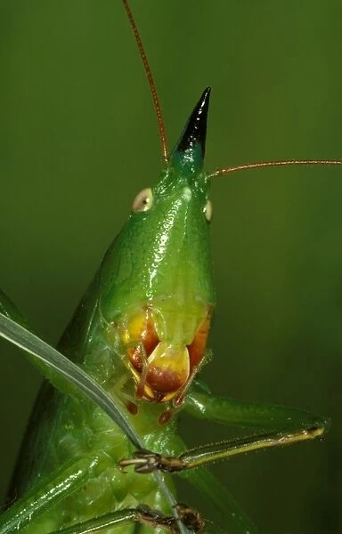 A snout-nosed katydid - with powerful mandibles used to crack seeds or give a painful nip if the insect is mishandled