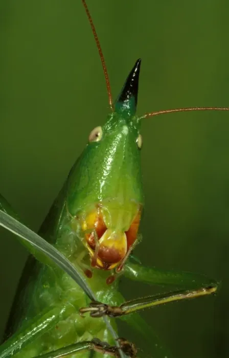 Framed Print : A snout-nosed katydid - with powerful mandibles used to crack seeds or give a painful nip if the insect is mishandled Framed Print : A snout-nosed katydid - with powerful mandibles used to crack seeds or give a painful nip if the insect is mishandled