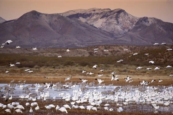 Snow  /  Blue Geese - flock foraging in the marshes and fields - Bosque del Apache National Wildlife Reserve - Rio Grande Valley - New Mexico - USA