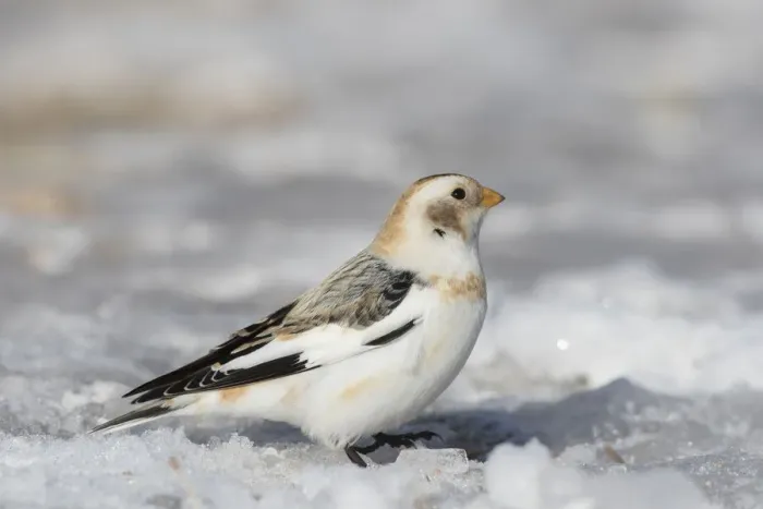 Framed Print : Snow Bunting 12, S-E Arndt Framed Print : Snow Bunting 12, S-E Arndt