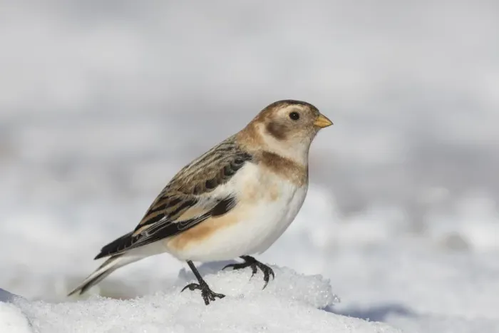 Framed Print : Snow Bunting 14, S-E Arndt