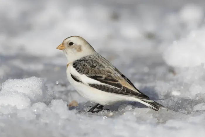 Framed Print : Snow Bunting 16, S-E Arndt Framed Print : Snow Bunting 16, S-E Arndt