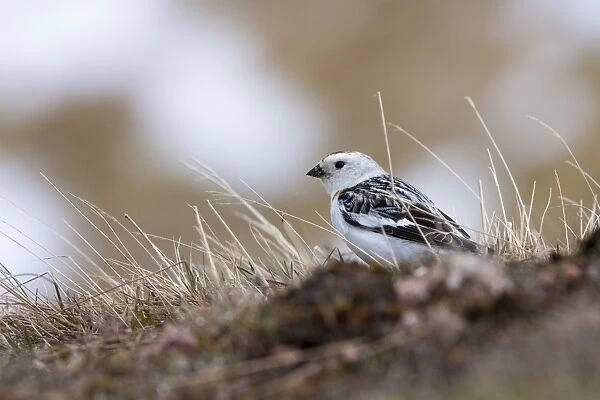 Snow Bunting - adult male feeding on mountain slopes with snow in background, Cairngorms, Scotland, UK