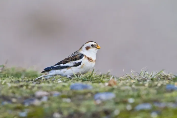 Framed Print : Snow Bunting - feeding - Norfolk UK 9067 Framed Print : Snow Bunting - feeding - Norfolk UK 9067