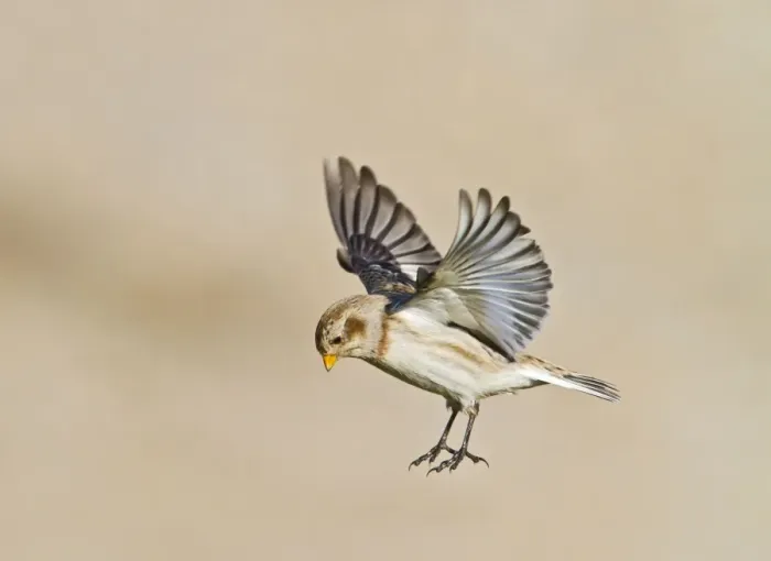 Framed Print : Snow Bunting - in flight landing - Norfolk UK 9086 Framed Print : Snow Bunting - in flight landing - Norfolk UK 9086