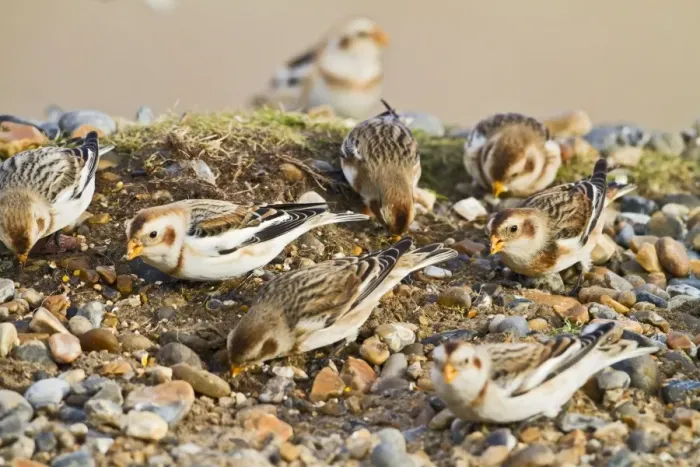 Framed Print : Snow Bunting - flock feeding - Norfolk UK 8996 Framed Print : Snow Bunting - flock feeding - Norfolk UK 8996