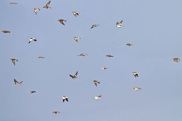 Snow Bunting - flock in flight - Norfolk UK 9046
