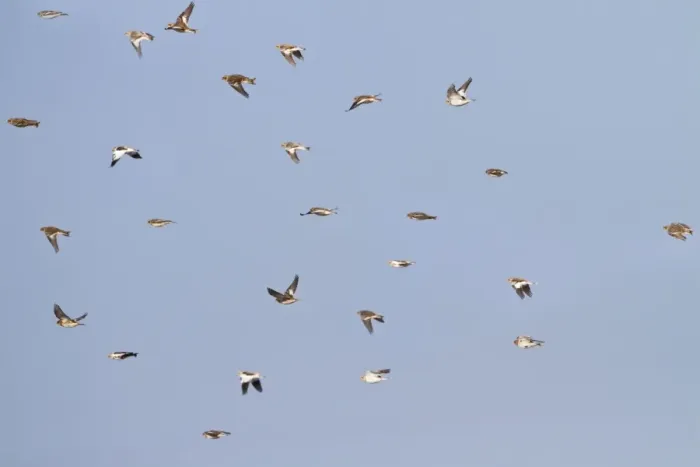 Framed Print : Snow Bunting - flock in flight - Norfolk UK 9046 Framed Print : Snow Bunting - flock in flight - Norfolk UK 9046