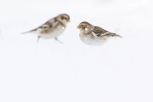 Snow Bunting ~ looking for food under the snow ~ Cairngorms National Park, Scotland