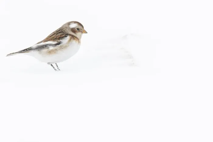 Framed Print : Snow Bunting ~ looking for food under the snow ~ Cairngorms National Park, Scotland