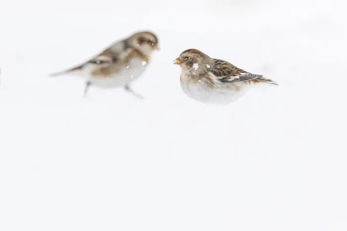 Framed Print : Snow Bunting ~ looking for food under the snow ~ Cairngorms National Park, Scotland Framed Print : Snow Bunting ~ looking for food under the snow ~ Cairngorms National Park, Scotland