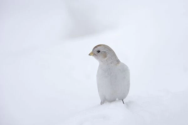 Snow Bunting - Searching for food in snow Plectrophenax nivalis Finnish Lapland BI013838