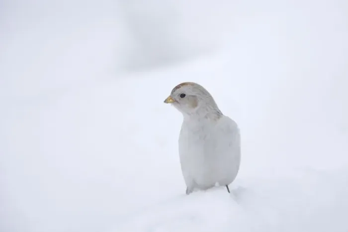 Framed Print : Snow Bunting - Searching for food in snow Plectrophenax nivalis Finnish Lapland BI013838 Framed Print : Snow Bunting - Searching for food in snow Plectrophenax nivalis Finnish Lapland BI013838