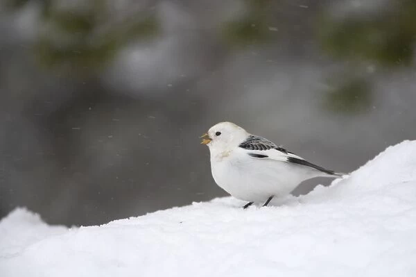 Snow Bunting - Singing in snow Plectrophenax nivalis Finnish Lapland BI013837