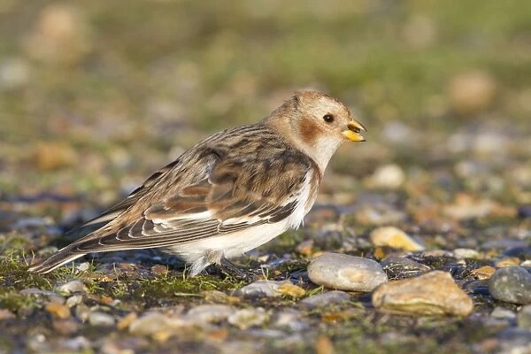 Snow Bunting - Single adult female in winter plumage eating seed on a shingle beach. Norfolk, UK