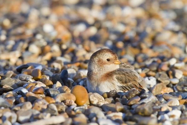 Snow Bunting - Single adult female in winter plumage on a shingle beach sheltering from the wind. Norfolk, UK