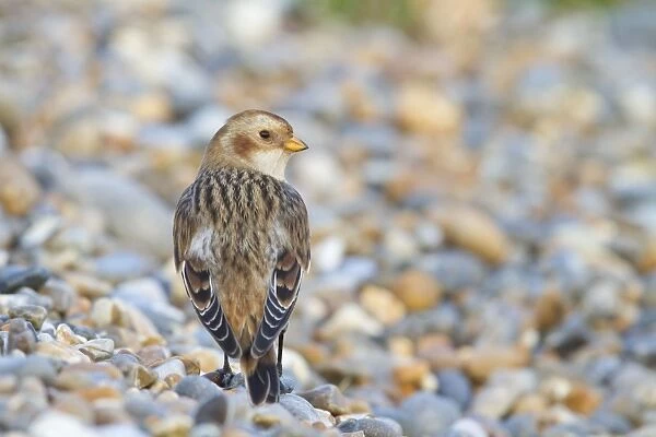 Snow Bunting - Single adult female in winter plumage on a shingle beach. Norfolk, UK