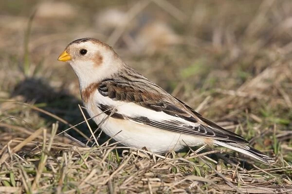 Snow Bunting - Single adult male foraging for seed in grass. Norfolk, UK
