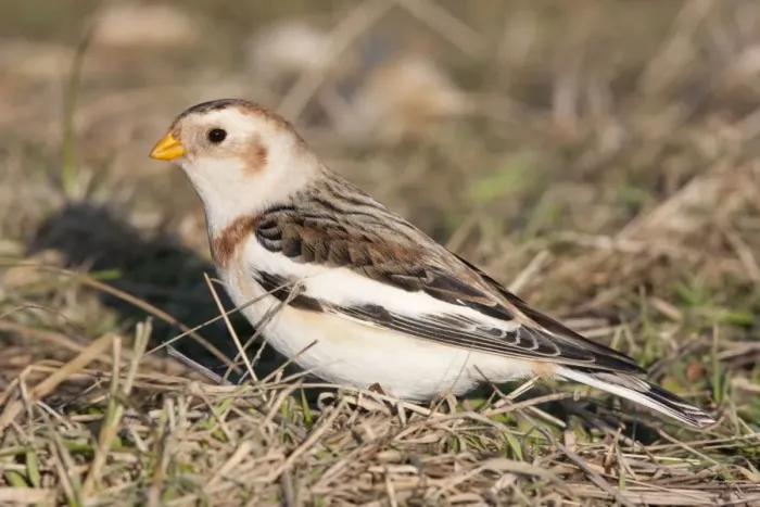 Framed Print : Snow Bunting - Single adult male foraging for seed in grass. Norfolk, UK Framed Print : Snow Bunting - Single adult male foraging for seed in grass. Norfolk, UK