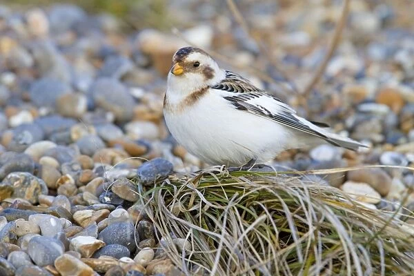 Snow Bunting - Single adult male perching on a tuft of grass growing among shingle. Norfolk, UK