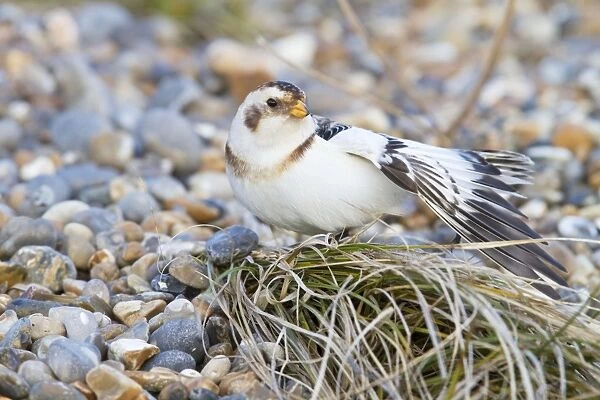 Snow Bunting - Single adult male stretching. Norfolk, UK