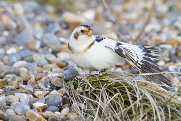 Framed Print : Snow Bunting - Single adult male stretching. Norfolk, UK Framed Print : Snow Bunting - Single adult male stretching. Norfolk, UK