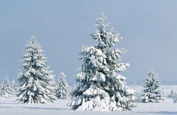 Snow - on conifers High-moor National Reserve, Belgium