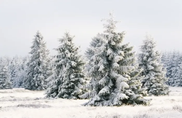 Framed Print : Snow Conifers in winter landscape. High-moor Nature Reserve, Belgium Framed Print : Snow Conifers in winter landscape. High-moor Nature Reserve, Belgium