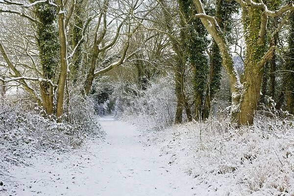 Snow covered path through trees - South Downs - East Sussex - United Kingdom