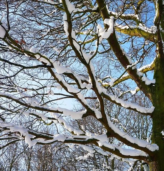 Snow covered tree branches UK