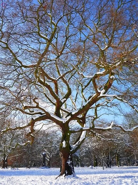 Snow covered tree UK