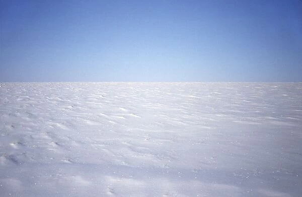 Snow-covered tundra in winter, a typical scene on Kara sea coast. Taimyr peninsula, Siberia, Russian Arctic. This landscape is a typical habitat of Siberian and Collared Lemmings, that live during winter under this snow and rarely appear on surface