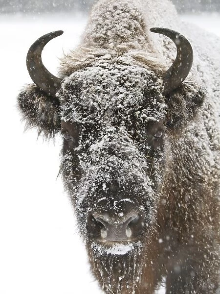 snow face of European bison, Germany