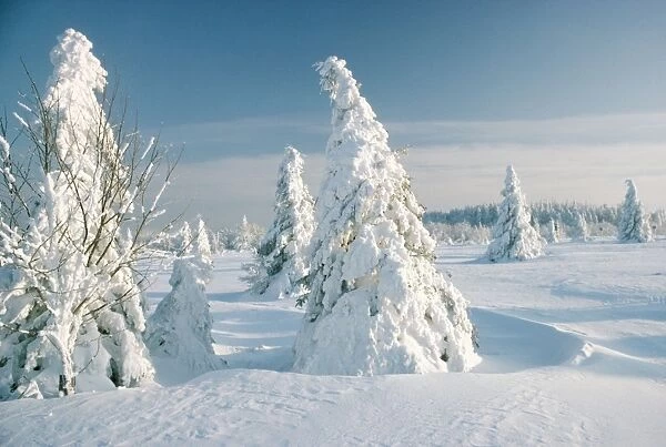 Snow - Forest Trees in winter snow