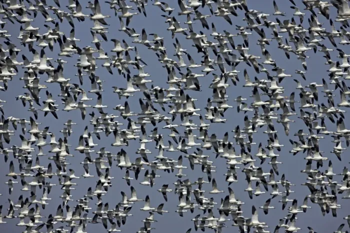Framed Print : Snow Geese (Chen caerulescens) - NY - USA - Large group in flight - Montezuma Wildlife Refuge Framed Print : Snow Geese (Chen caerulescens) - NY - USA - Large group in flight - Montezuma Wildlife Refuge