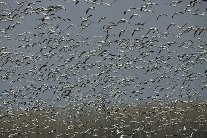 Framed Print : Snow Geese (Chen caerulescens) - NY - USA - Large group in flight - Montezuma Wildlife Refuge